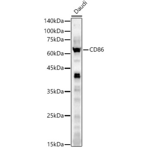 CD86 Rabbit pAb