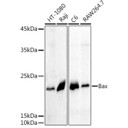 Bax Rabbit pAb