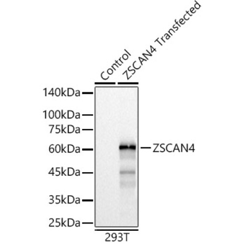 ZSCAN4 Rabbit pAb