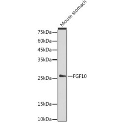 FGF10 Rabbit pAb