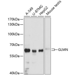 GLMN Rabbit pAb