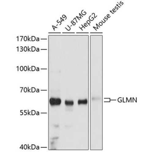 GLMN Rabbit pAb