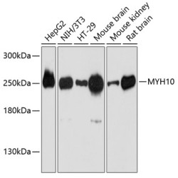 MYH10 Rabbit pAb