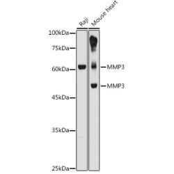 MMP3 Rabbit pAb