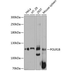 POLR1B Rabbit pAb