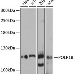 POLR1B Rabbit pAb