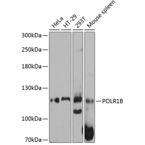 POLR1B Rabbit pAb