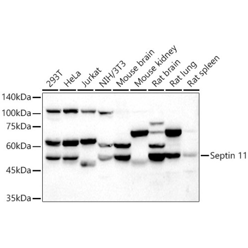 Septin 11 Rabbit pAb