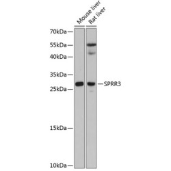 SPRR3 Rabbit pAb