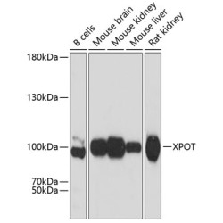XPOT Rabbit pAb