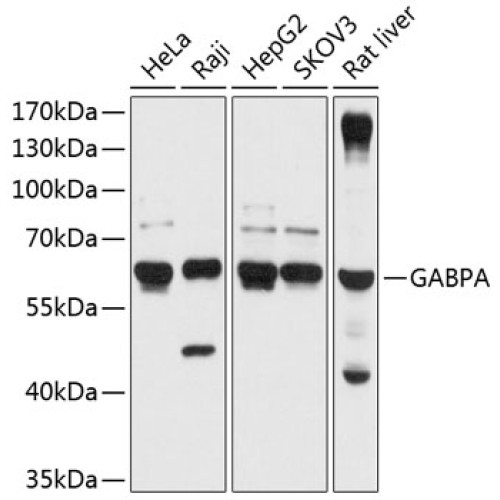 GABPA Rabbit pAb