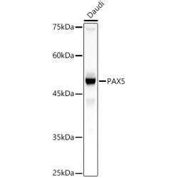 PAX5 Rabbit pAb