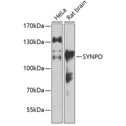 SYNPO Rabbit pAb