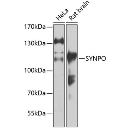 SYNPO Rabbit pAb