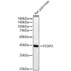 FOXP3 Rabbit pAb