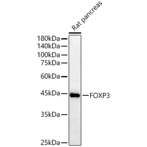 FOXP3 Rabbit pAb