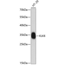 KLK6 Rabbit pAb