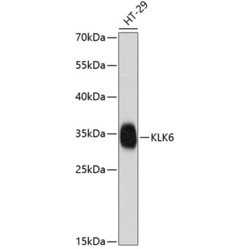 KLK6 Rabbit pAb