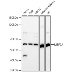 MEF2A Rabbit pAb