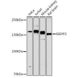 GIGYF2 Rabbit pAb