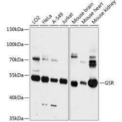 GSR Rabbit pAb