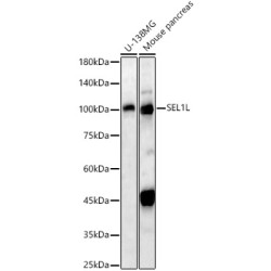 SEL1L Rabbit pAb