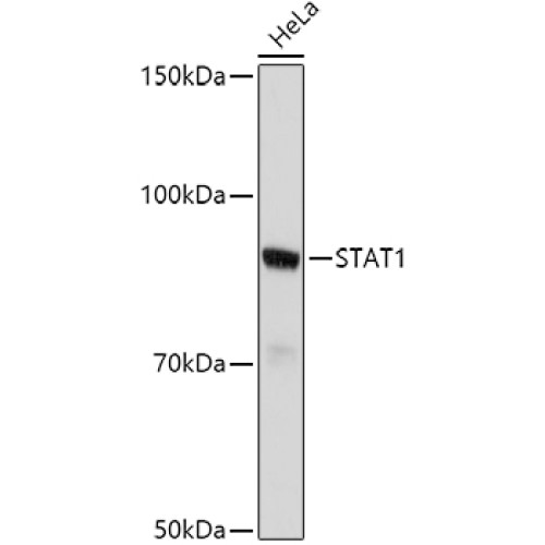 STAT1 Rabbit pAb