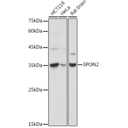 SPON2 Rabbit pAb