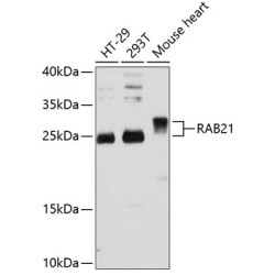 RAB21 Rabbit pAb