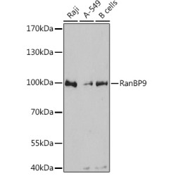RanBP9 Rabbit pAb
