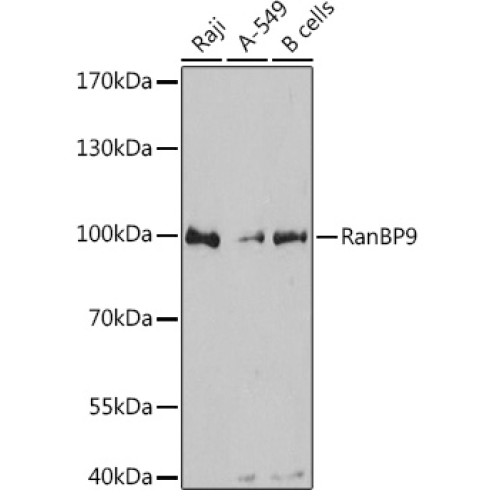RanBP9 Rabbit pAb