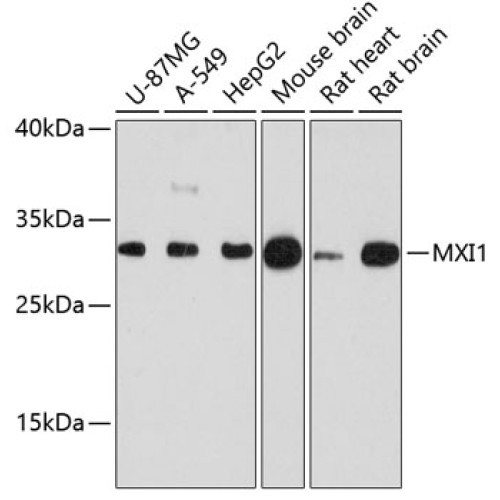 MXI1 Rabbit pAb