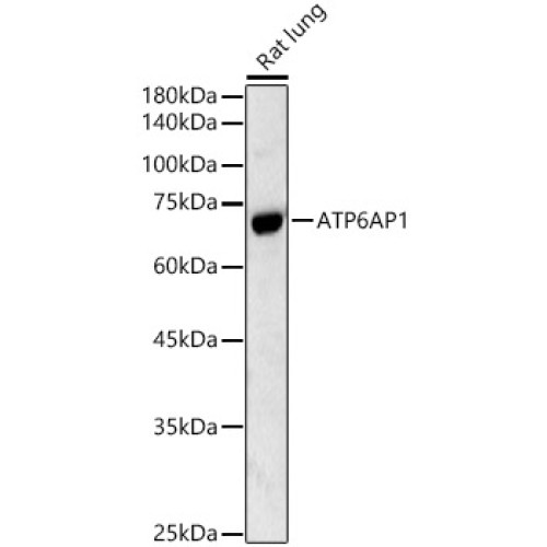 ATP6AP1 Rabbit pAb