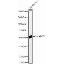 SMARCD2 Rabbit pAb