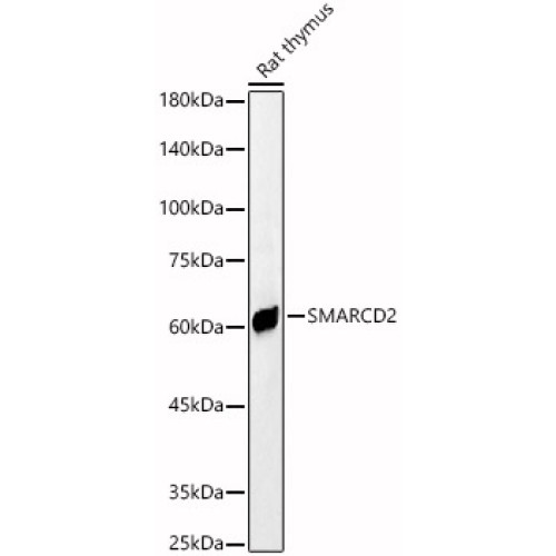 SMARCD2 Rabbit pAb