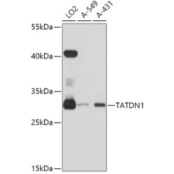 TATDN1 Rabbit pAb