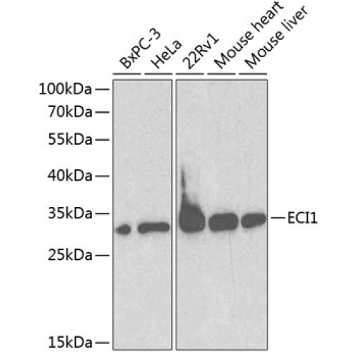 ECI1 Rabbit pAb