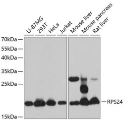 RPS24 Rabbit pAb