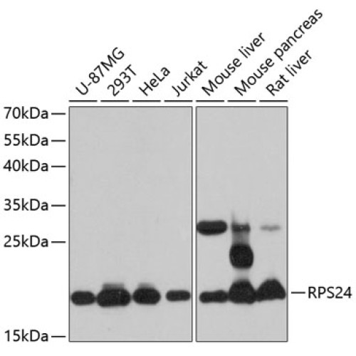 RPS24 Rabbit pAb