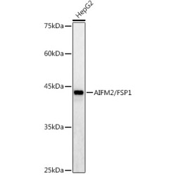AIFM2/FSP1 Rabbit pAb