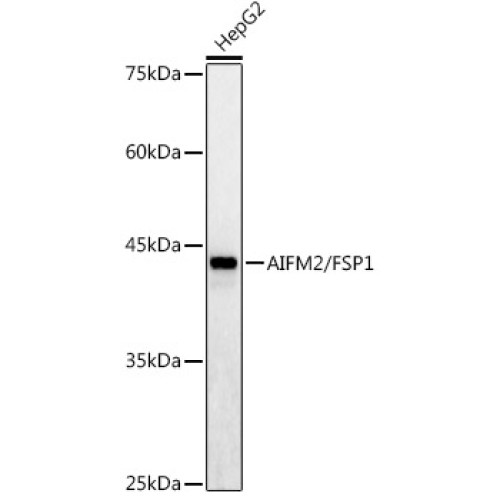 AIFM2/FSP1 Rabbit pAb