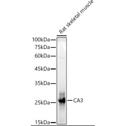 CA3 Rabbit pAb