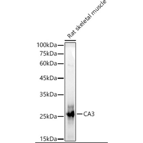 CA3 Rabbit pAb