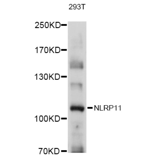 NLRP11 Rabbit pAb