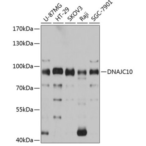 DNAJC10 Rabbit pAb