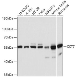 CCT7 Rabbit pAb