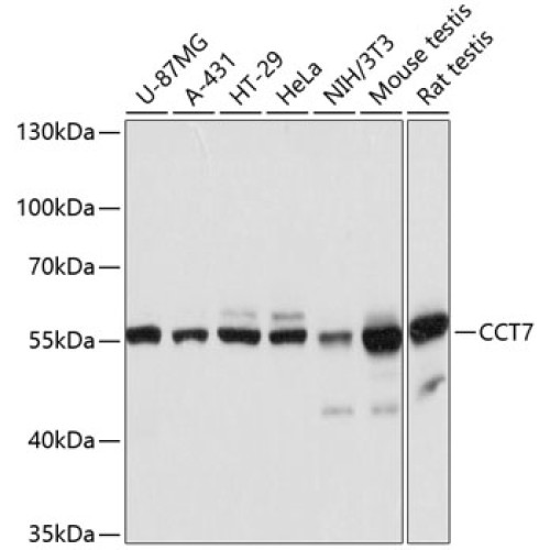 CCT7 Rabbit pAb