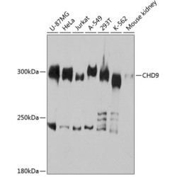 CHD9 Rabbit pAb