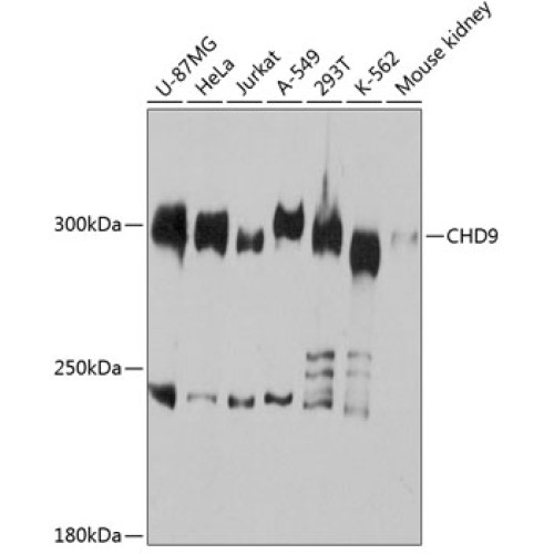 CHD9 Rabbit pAb