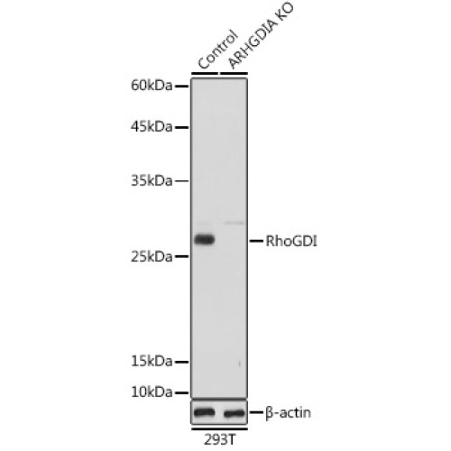 [KO Validated] RhoGDI Rabbit pAb